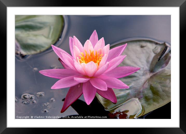 Water lily  Framed Mounted Print by Vladimir Sidoropolev