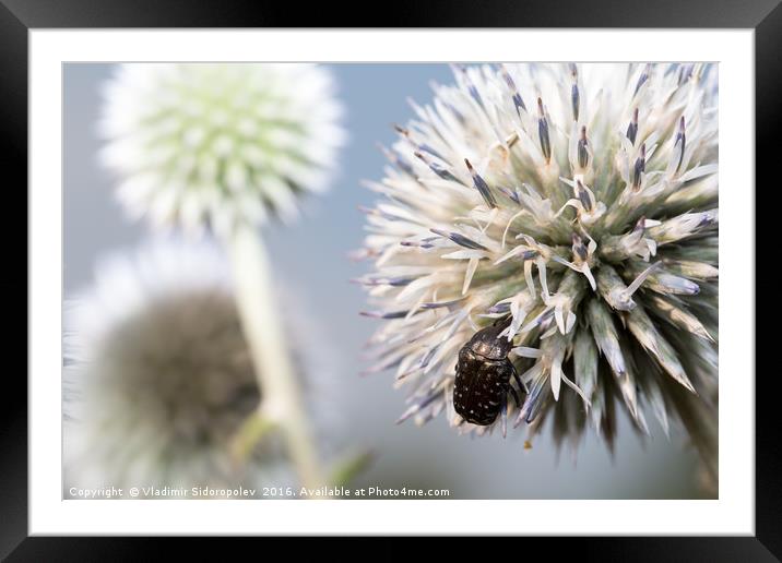 Beetle on a flower Framed Mounted Print by Vladimir Sidoropolev