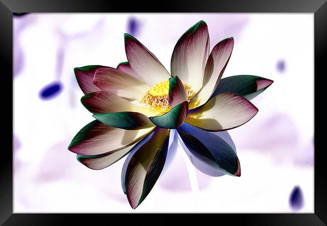 Lotus Framed Print by Vladimir Sidoropolev