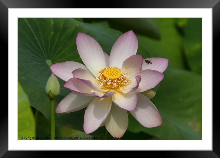 Lotus Framed Mounted Print by Vladimir Sidoropolev