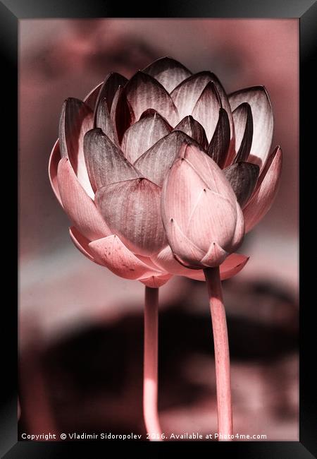 Lotus Framed Print by Vladimir Sidoropolev
