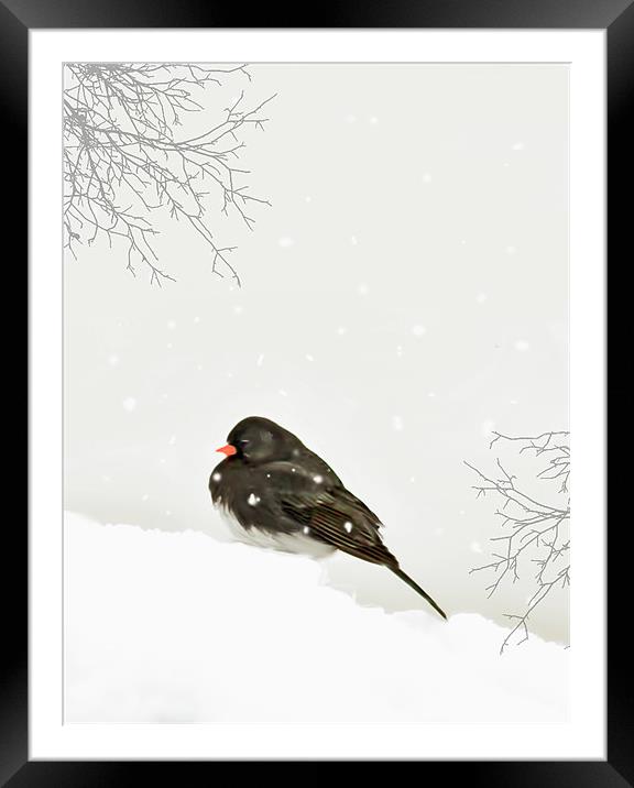 A SPARROW IN WINTER Framed Mounted Print by Tom York