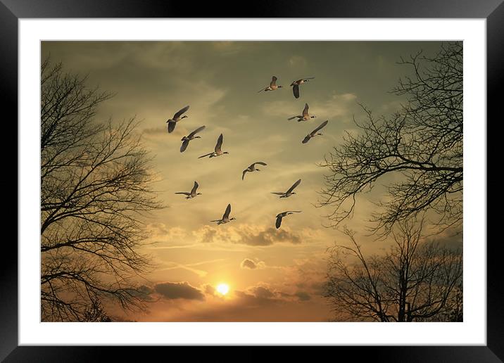 AUTUMN SUNSET Framed Mounted Print by Tom York