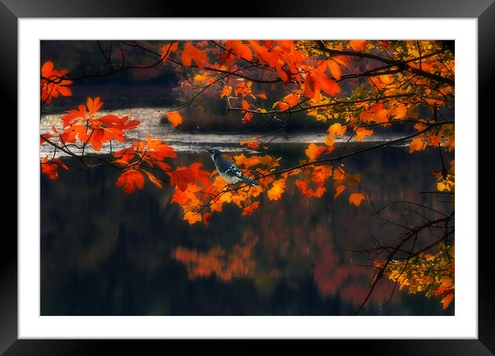 REFLECTIONS Framed Mounted Print by Tom York
