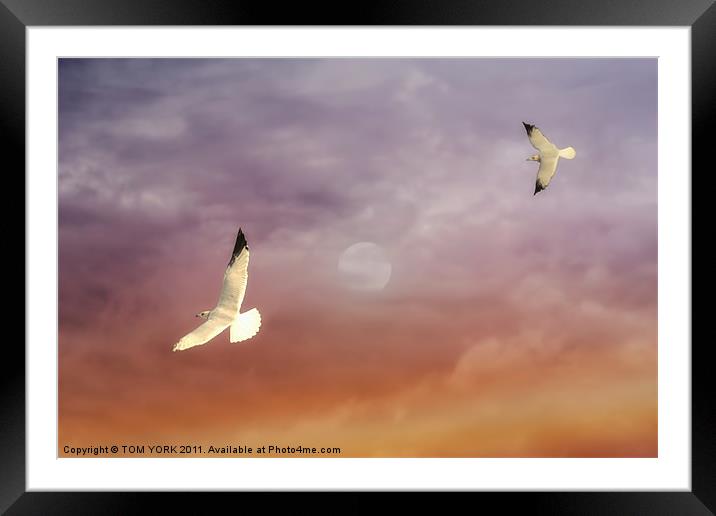 UP AND AWAY Framed Mounted Print by Tom York