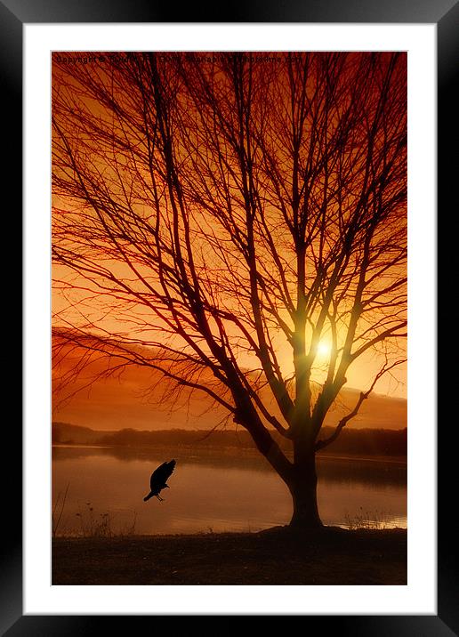 SOFT LANDING AT SUNSET Framed Mounted Print by Tom York