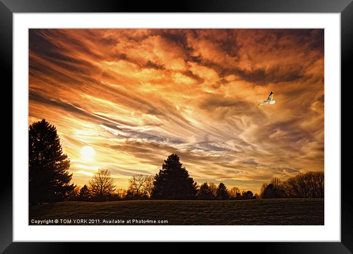 NATURAL BEAUTY Framed Mounted Print by Tom York