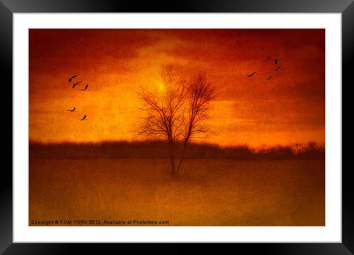 BREAKAWAY ON CANVAS Framed Mounted Print by Tom York