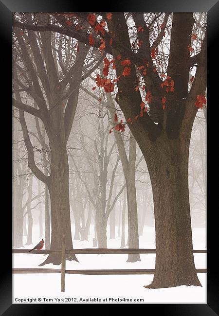 WINTER IN THE WOODS Framed Print by Tom York