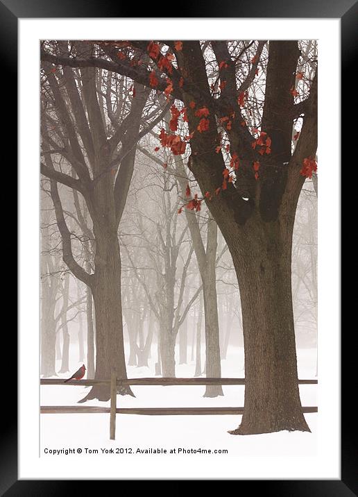 WINTER IN THE WOODS Framed Mounted Print by Tom York