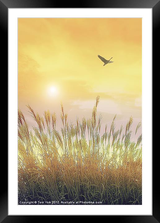 FIELDS OF GOLD Framed Mounted Print by Tom York