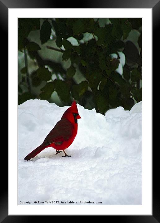 A WINTER CARDINAL Framed Mounted Print by Tom York