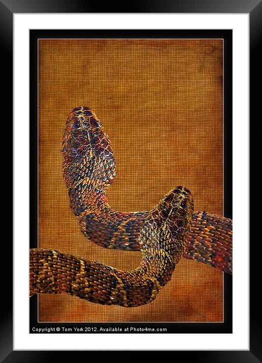 REPTILES Framed Mounted Print by Tom York
