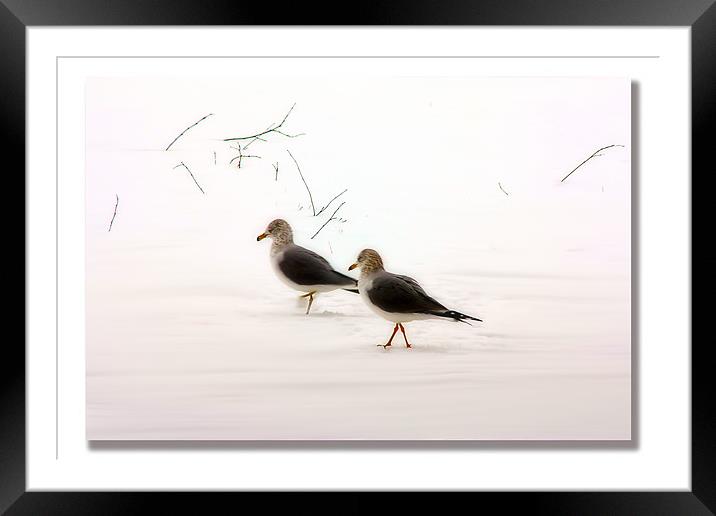 SNOW WALKERS Framed Mounted Print by Tom York