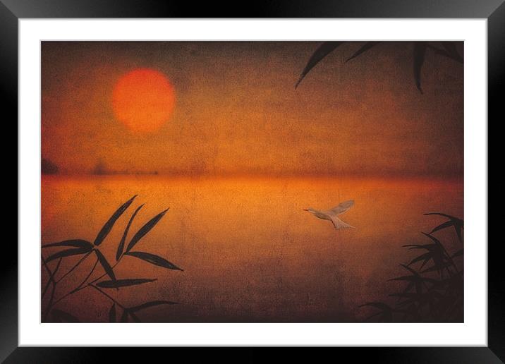 THE FLIGHT OF THE TERN Framed Mounted Print by Tom York