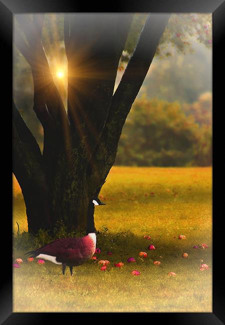 UNDER THE APPLE TREE Framed Print by Tom York