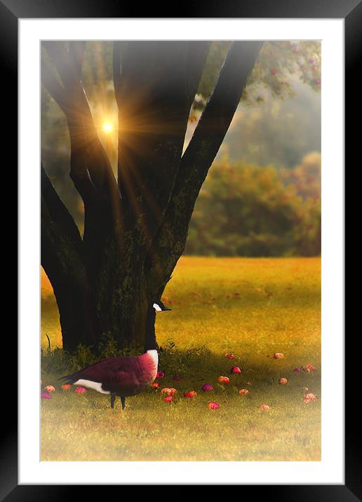 UNDER THE APPLE TREE Framed Mounted Print by Tom York
