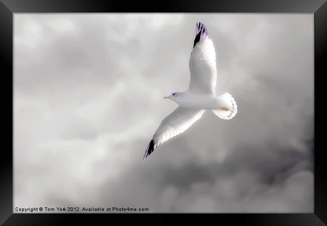 GULL IN THE CLOUDS Framed Print by Tom York