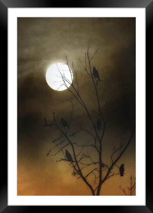 ONE MOONLIT NIGHT Framed Mounted Print by Tom York