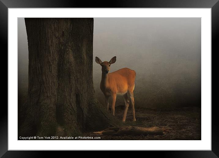 THE DEER AND THE TREE Framed Mounted Print by Tom York