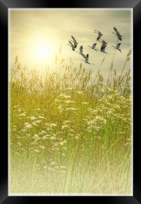 IN GOD'S COUNTRY Framed Print by Tom York