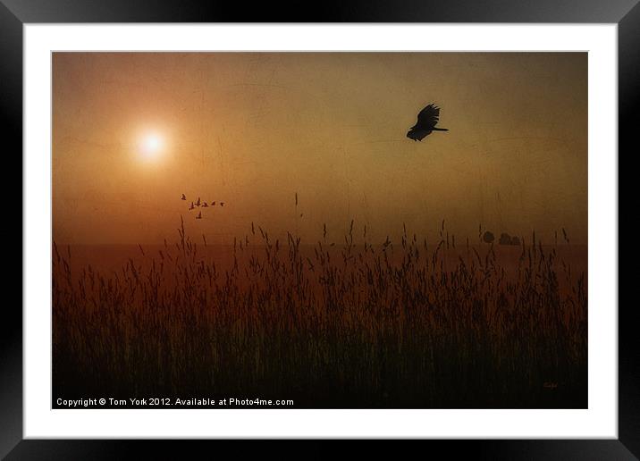 IN THE FIELD Framed Mounted Print by Tom York