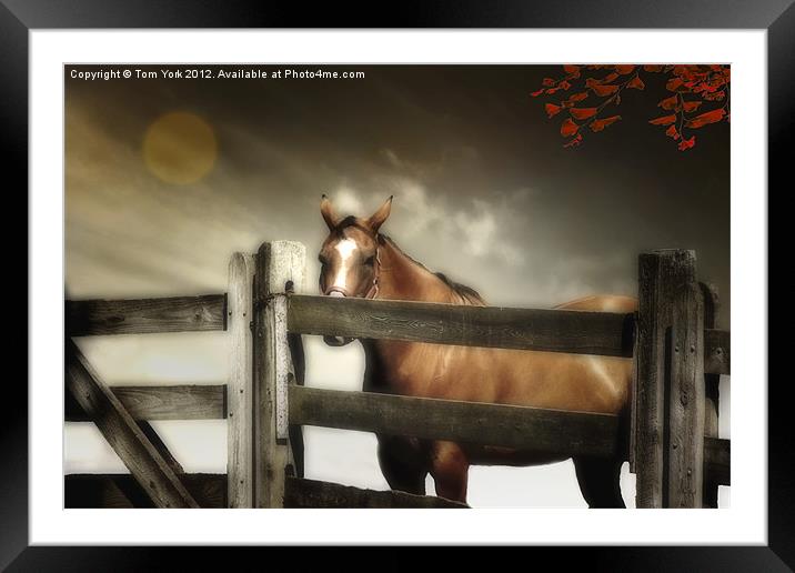 IN THE CORRAL Framed Mounted Print by Tom York