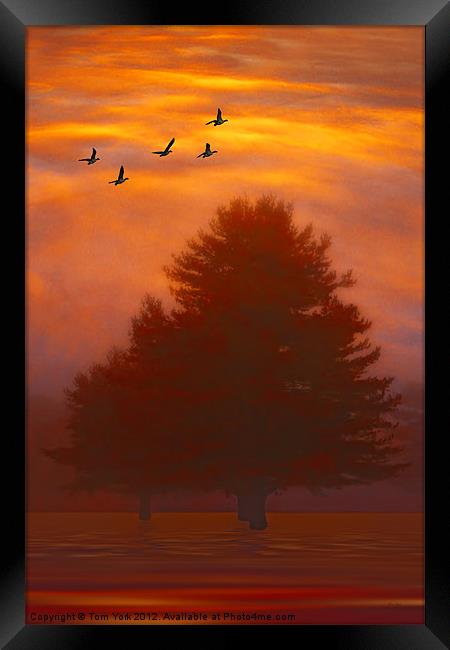 TREES OF AUTUMN Framed Print by Tom York