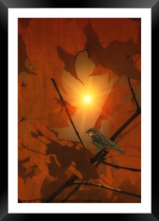 SPARROW IN THE LEAVES Framed Mounted Print by Tom York