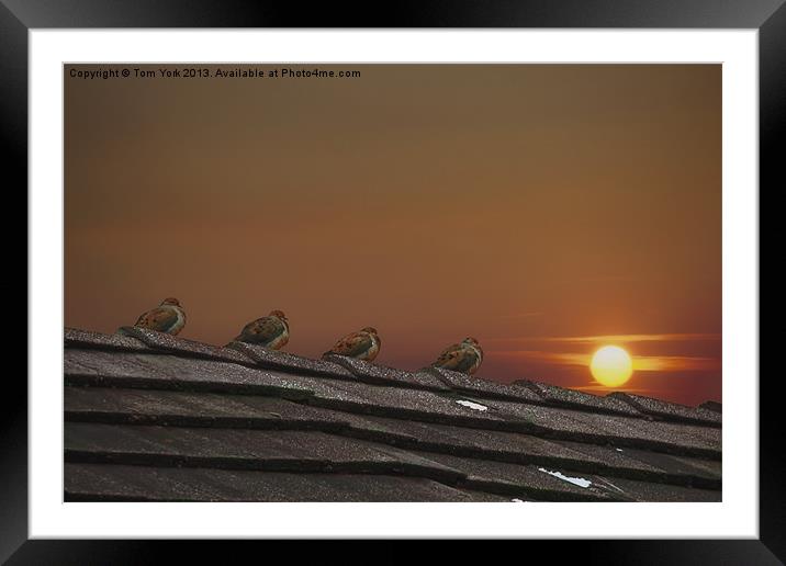 FOUR FINE FEATHERED FRIENDS Framed Mounted Print by Tom York