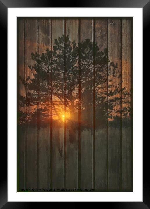A NEW TREE Framed Mounted Print by Tom York
