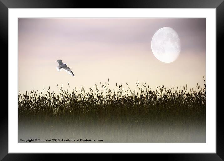 ABOVE THE TALL GRASS Framed Mounted Print by Tom York
