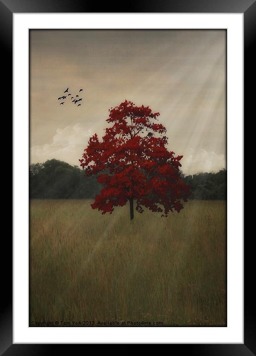 A TREE IN AUTUMN Framed Mounted Print by Tom York