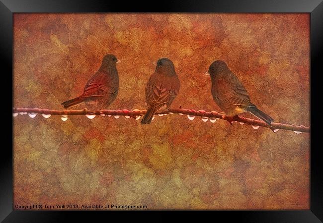 THREE LITTLE BIRDS Framed Print by Tom York