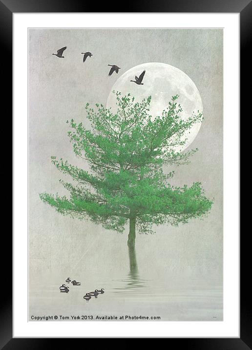 A TREE IN THE MOONLIGHT Framed Mounted Print by Tom York