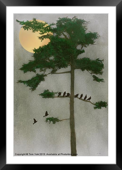 AMONG THE EVERGREENS Framed Mounted Print by Tom York