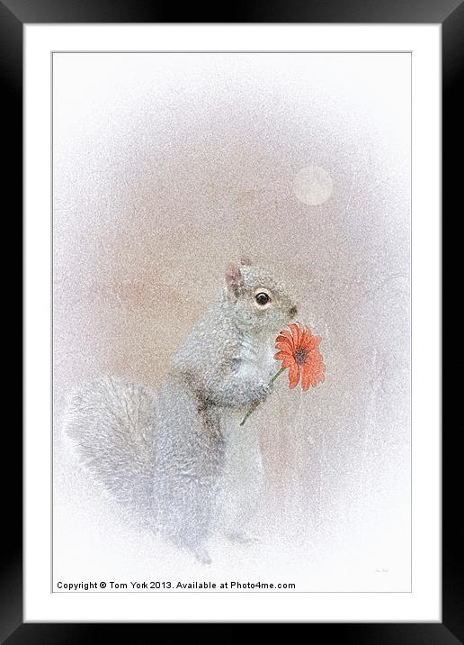 A SQUIRREL IN LOVE Framed Mounted Print by Tom York