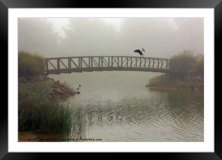 A MEETING IN THE FOG Framed Mounted Print by Tom York