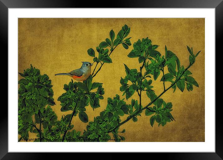 JUNCO ON A BRANCH Framed Mounted Print by Tom York