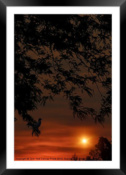 ALONE AT THE END OF THE DAY Framed Mounted Print by Tom York