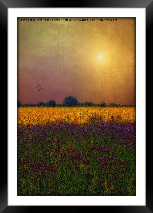 SUNSET IN THE MEADOW Framed Mounted Print by Tom York