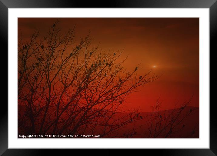 BIRDS AT SUNSET Framed Mounted Print by Tom York