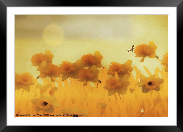 DAFFODILS IN THE SUNSHINE Framed Mounted Print by Tom York