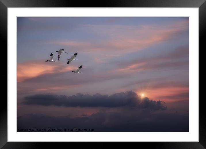 SNOW GEESE IN THE CLOUDS Framed Mounted Print by Tom York