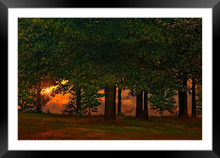 SUNSET THROUGH THE FOREST Framed Mounted Print by Tom York