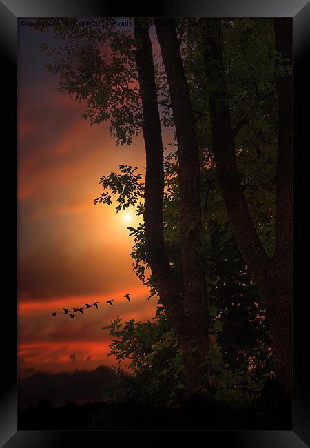 LATE AUGUST SUNSET Framed Print by Tom York