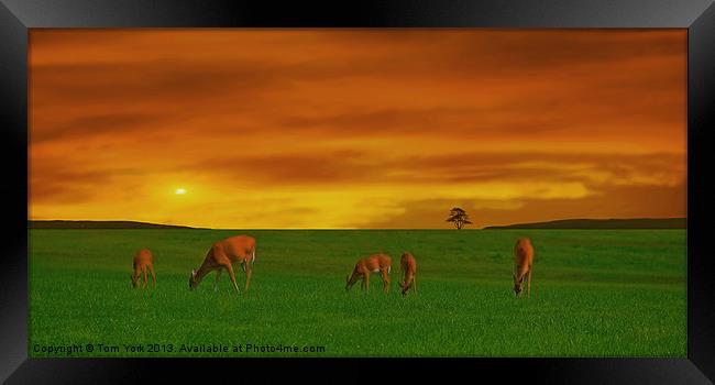 GRAZING TIME ON THE PLAINS Framed Print by Tom York