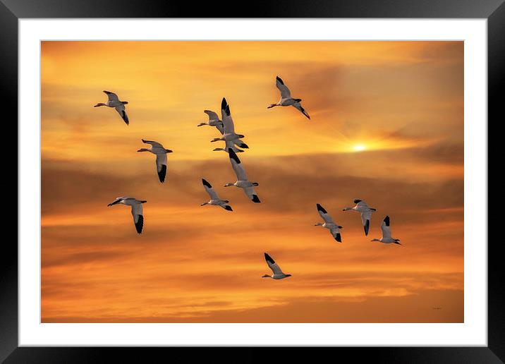 SNOW GEESE OF AUTUMN Framed Mounted Print by Tom York
