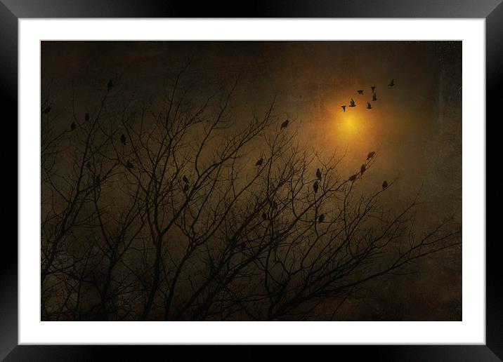 SUNSET SILHOUETTES Framed Mounted Print by Tom York