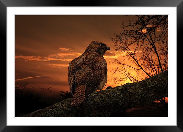 WAITING FOR PREY Framed Mounted Print by Tom York